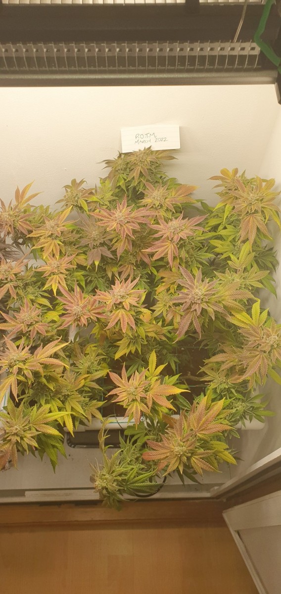 POTM BC