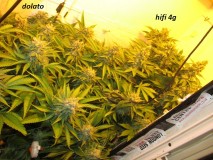 w7 bloom (1)