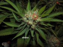 w7 bloom (3)