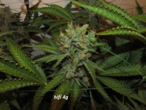 w7 bloom (7)