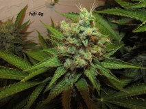 w7 bloom (8)
