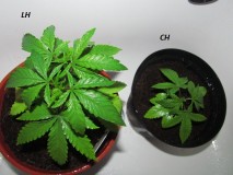 LH & CH (1)