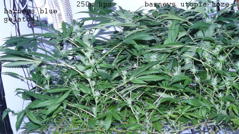 drobes 31 3 22 001