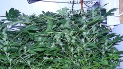 drobes 31 3 22 002
