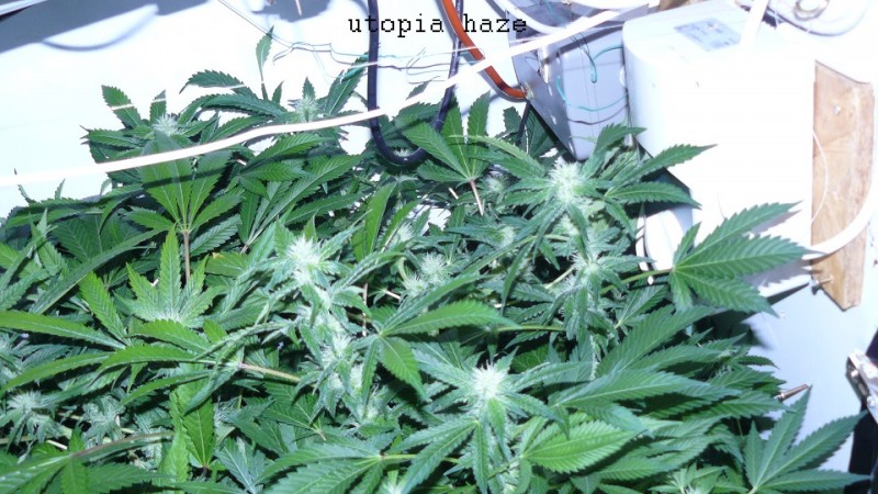 drobes 31 3 22 004