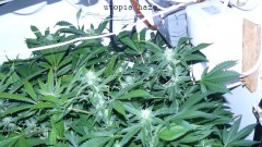 drobes 31 3 22 004