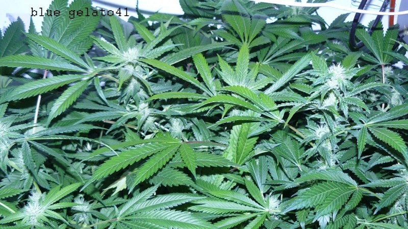 drobes 31 3 22 005