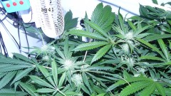 drobes 31 3 22 006
