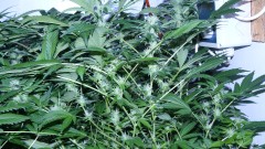 drobes 31 3 22 008