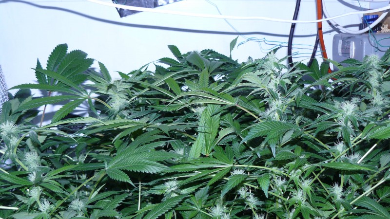 drobes 31 3 22 009
