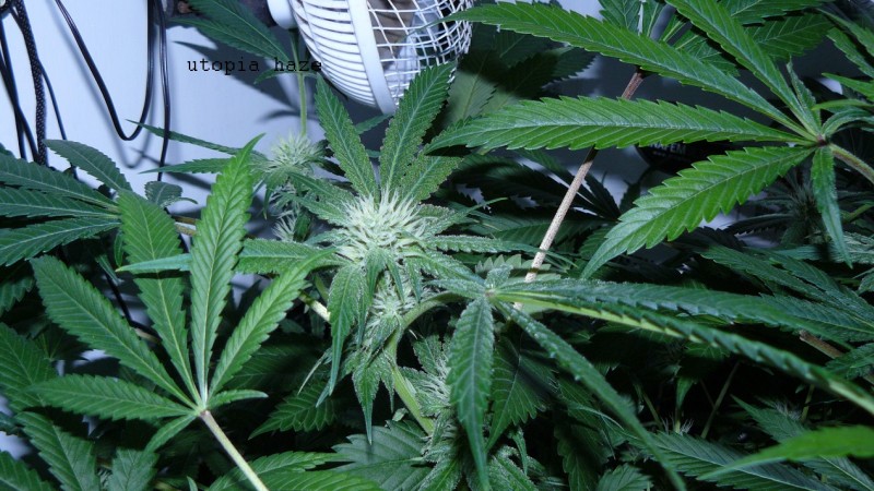 drobes 31 3 22 011