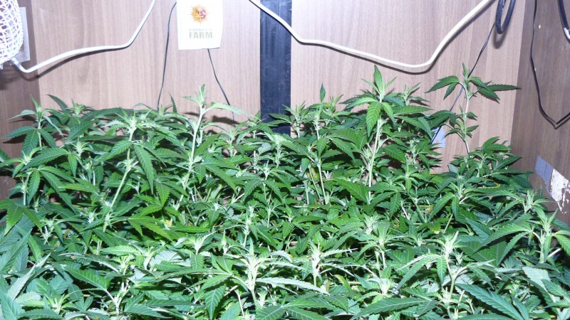 drobes 31 3 22 019