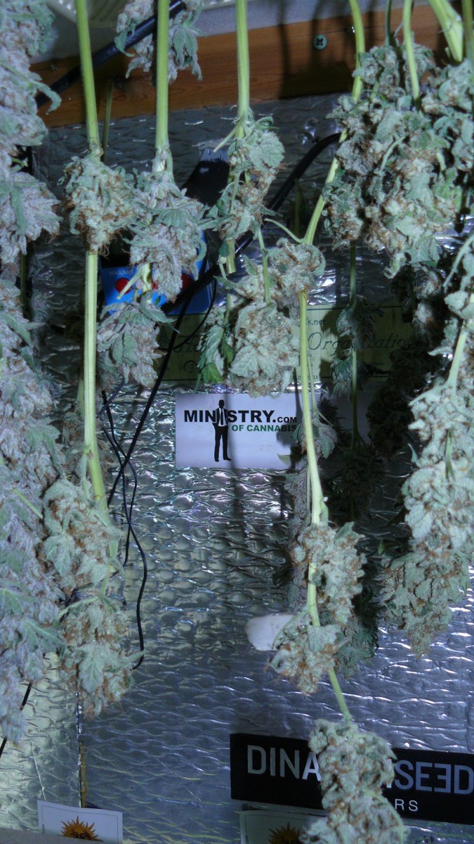 drobes 31 3 22 025