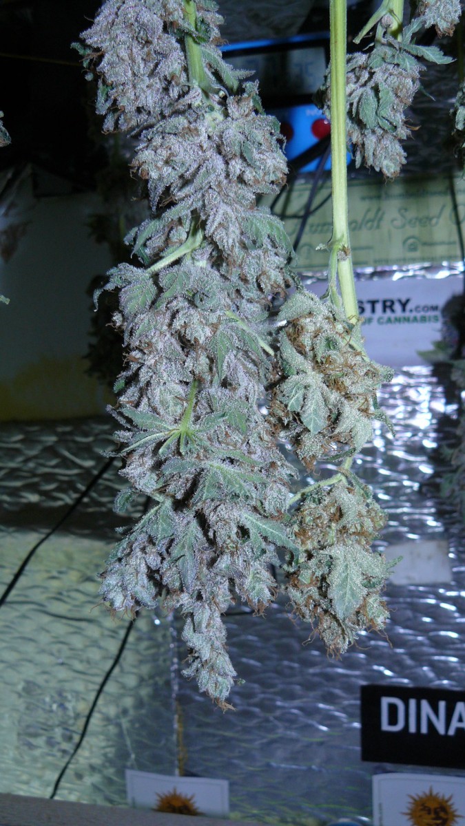 drobes 31 3 22 030