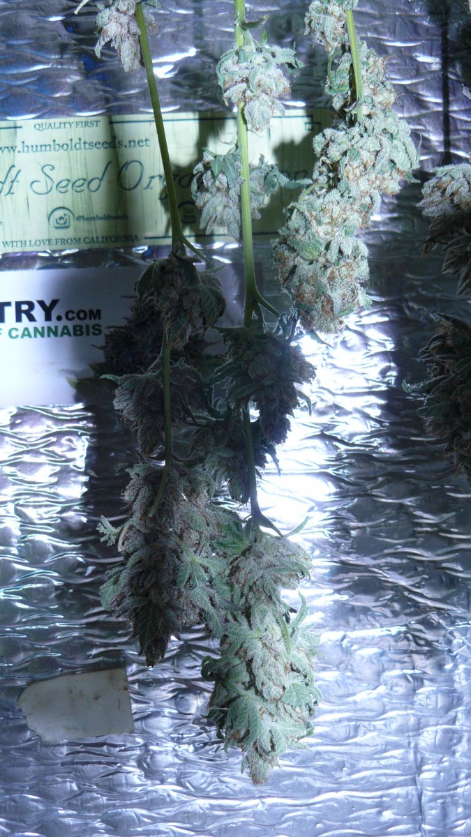 drobes 31 3 22 031