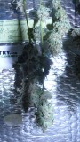 drobes 31 3 22 031