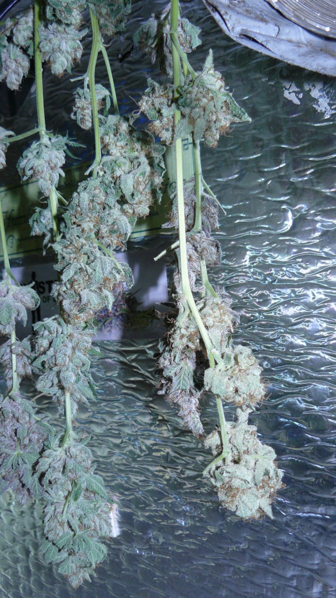 drobes 31 3 22 032