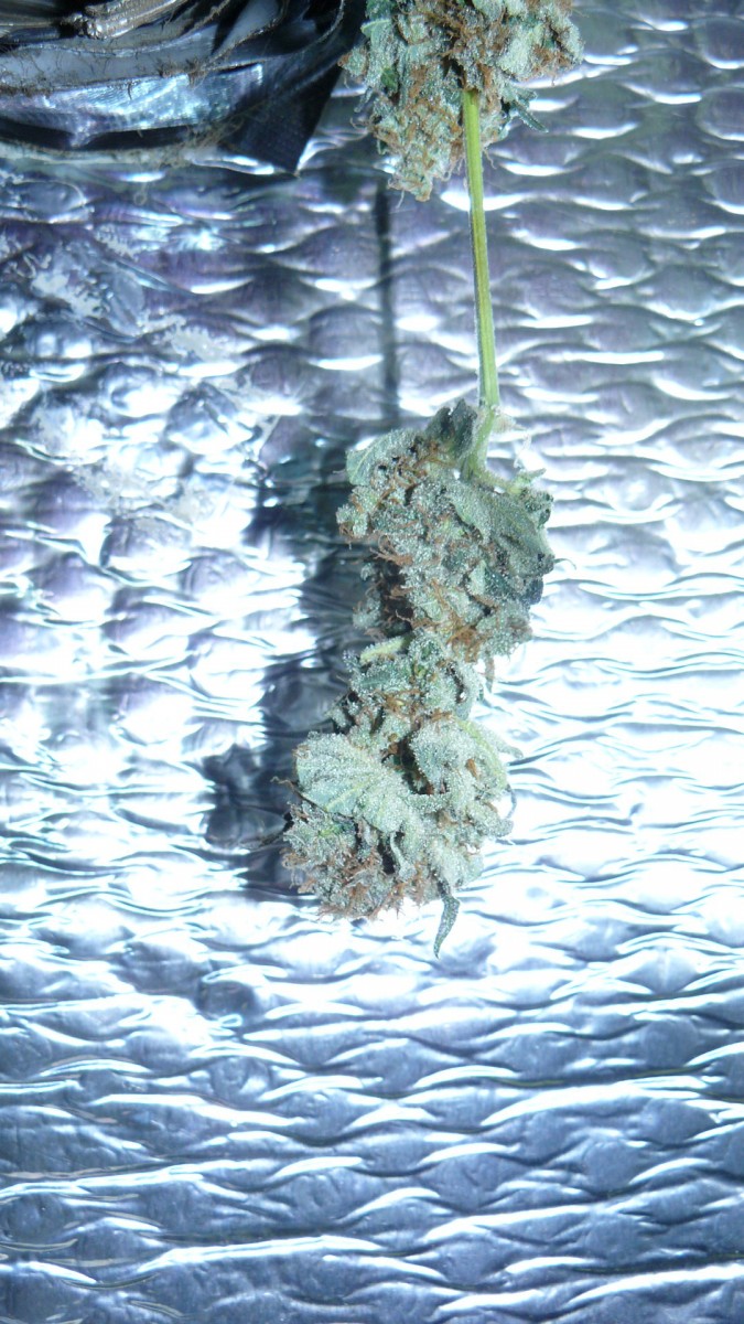 drobes 31 3 22 034