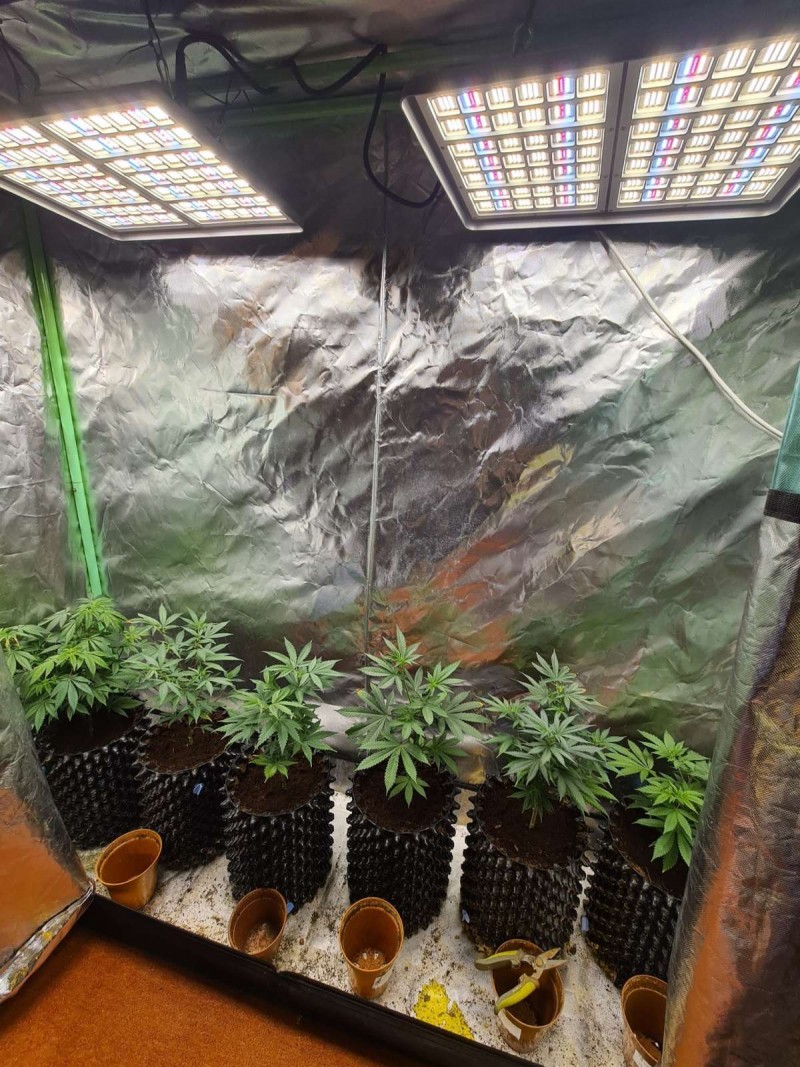 Harvest 200 Pro led light