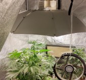 vegging away
