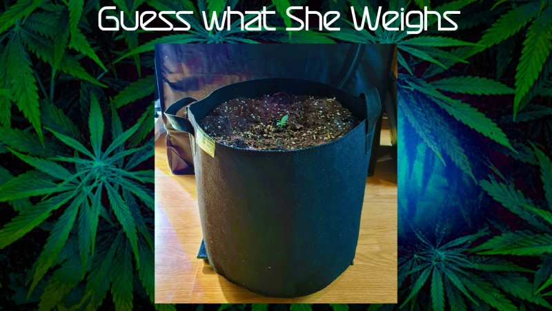 mn 420 month  Guess what She Weighs