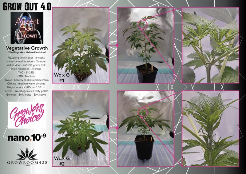 Grow Out 4_ASG_Weddingcake x Gelato Fem-01