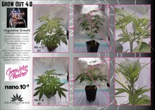 Grow Out 4_ASG_Weddingcake x Gelato Fem-01