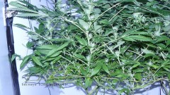 drobes 03 04 22 001