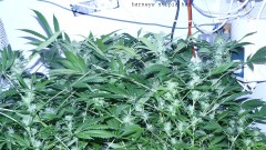 drobes 03 04 22 003