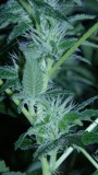 drobes 03 04 22 017