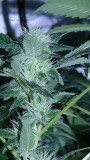 drobes 03 04 22 019