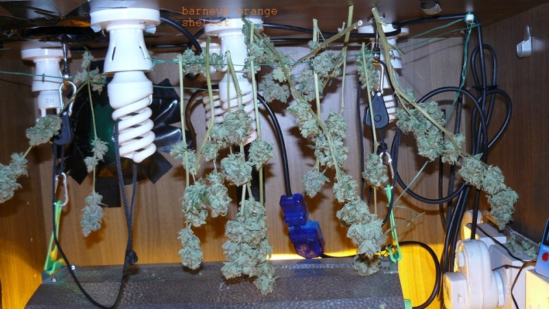 drobes 03 04 22 029