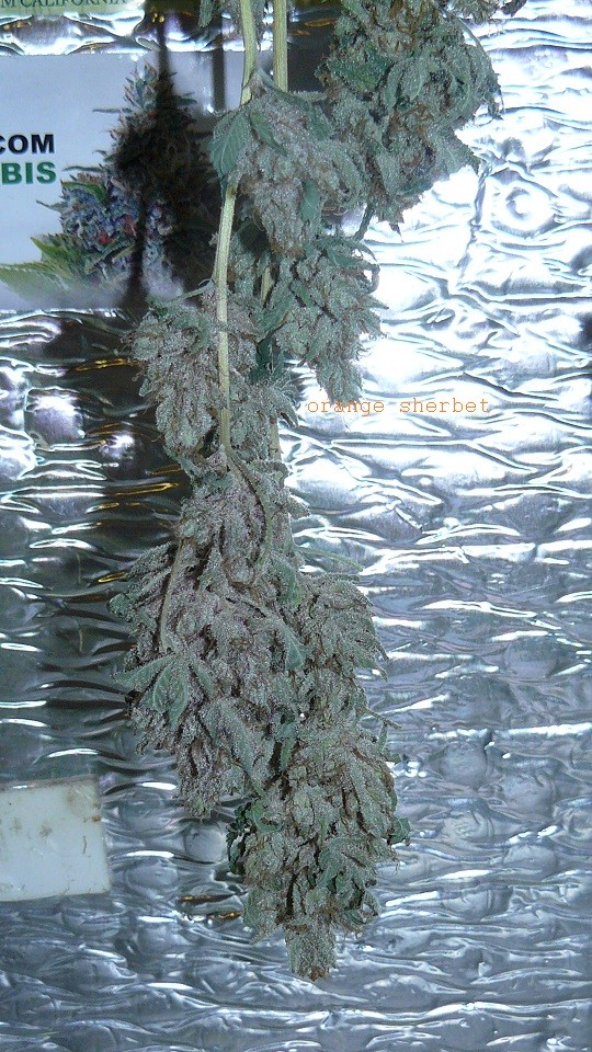drobes 03 04 22 040
