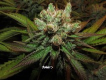 w8 bloom (2)