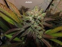 w8 bloom (4)