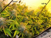w8 bloom (6)