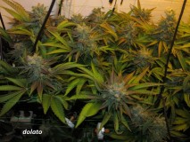 w8 bloom (7)