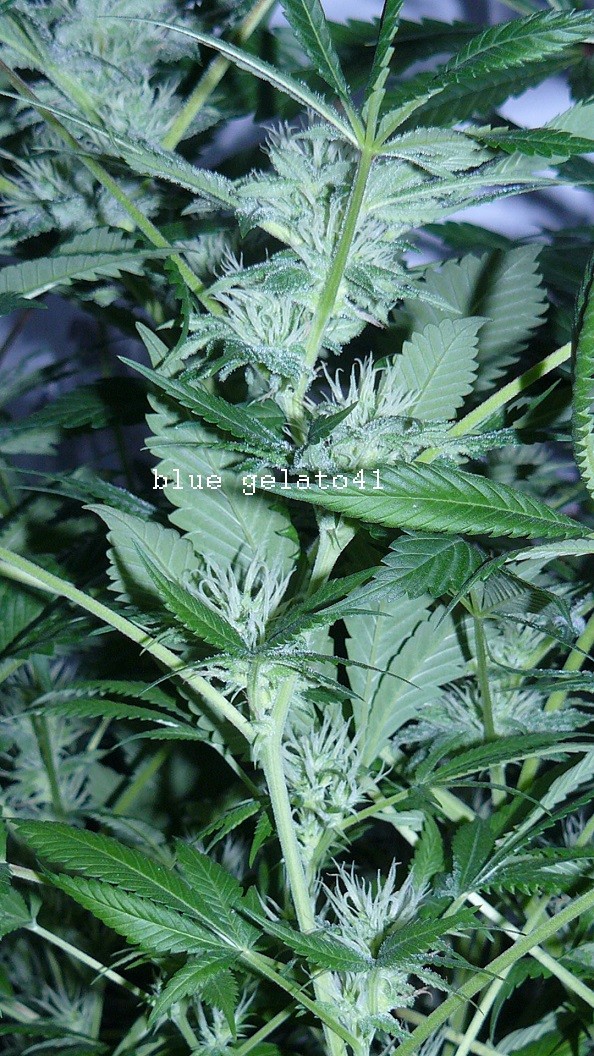 drobes 07 04 22 001