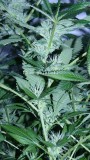 drobes 07 04 22 001