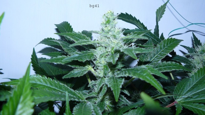 drobes 07 04 22 011