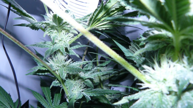 drobes 07 04 22 019