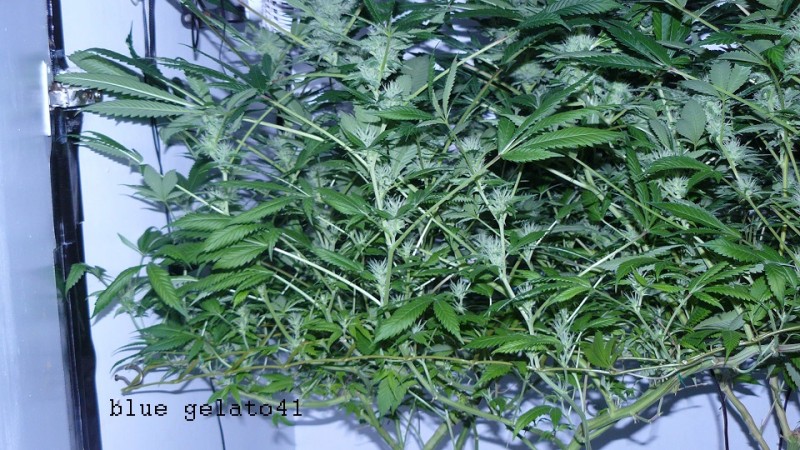 drobes 07 04 22 020