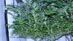 drobes 07 04 22 020