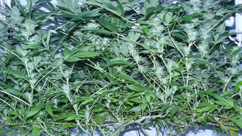 drobes 07 04 22 021