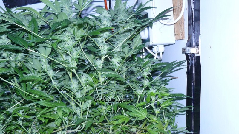 drobes 07 04 22 022
