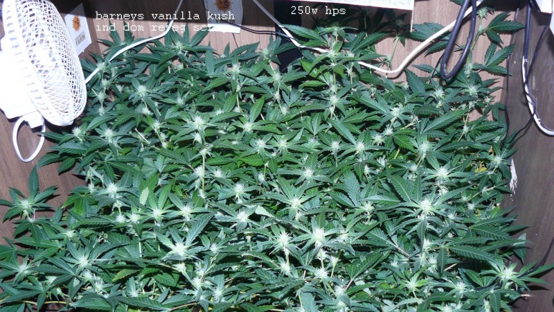 drobes 07 04 22 026