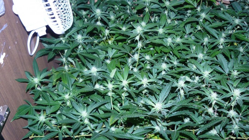 drobes 07 04 22 028
