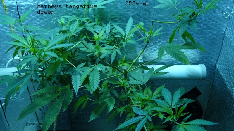 drobes 07 04 22 032