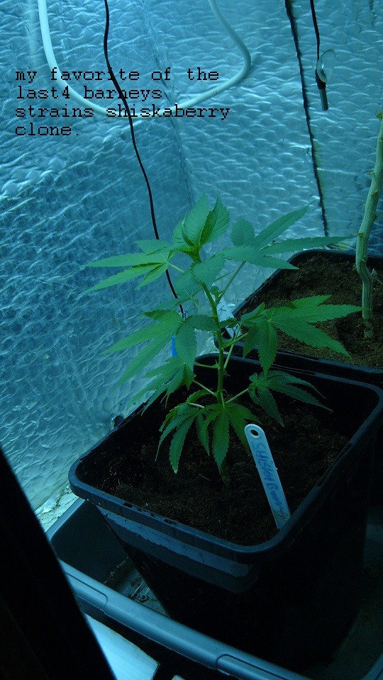 drobes 07 04 22 034