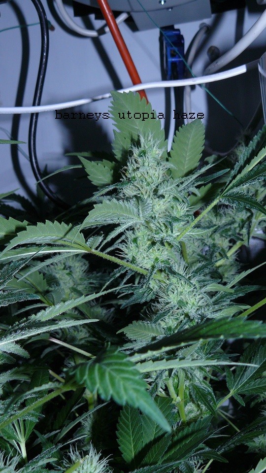 drobes 10 4 22 005